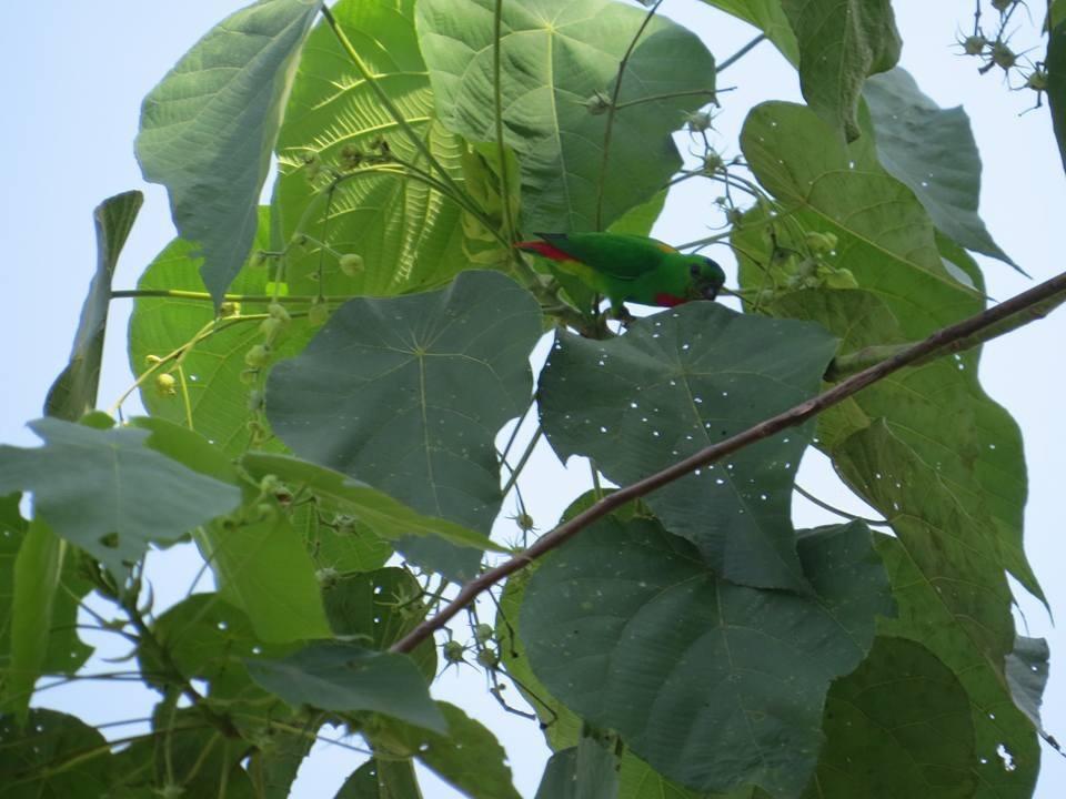 Batu Kapal Jungle Houses 호텔 베라스타기 외부 사진